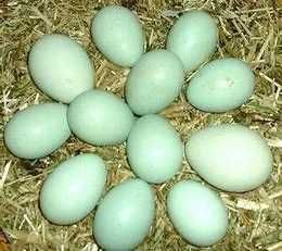 Ouă Araucana pentru incubator