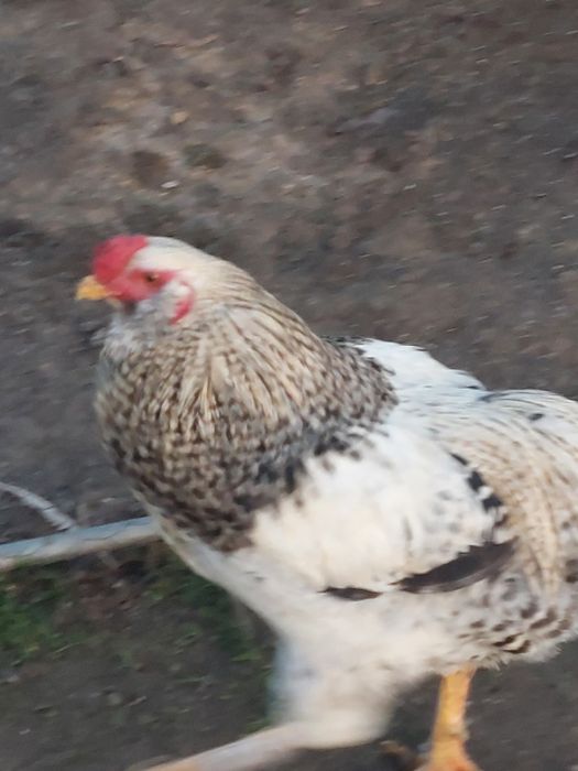 Cocos araucana 2025