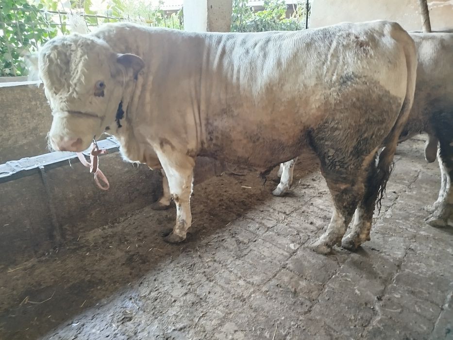 Ассаламу алейкум букалар сотилади Порода Авликол ,Сементал