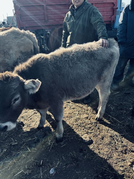 тана ұрғашы.  ь.