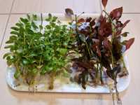 Pachet plante acvariu (ludwigia repens, lobelia cardinals) și Moss
