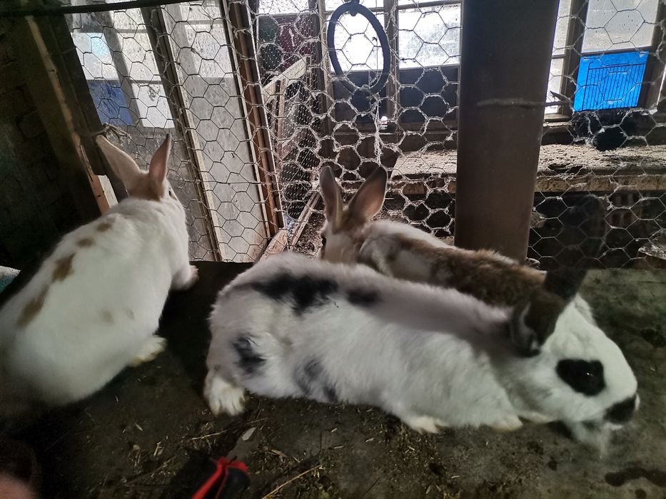 Малки зайчета 4 месечни