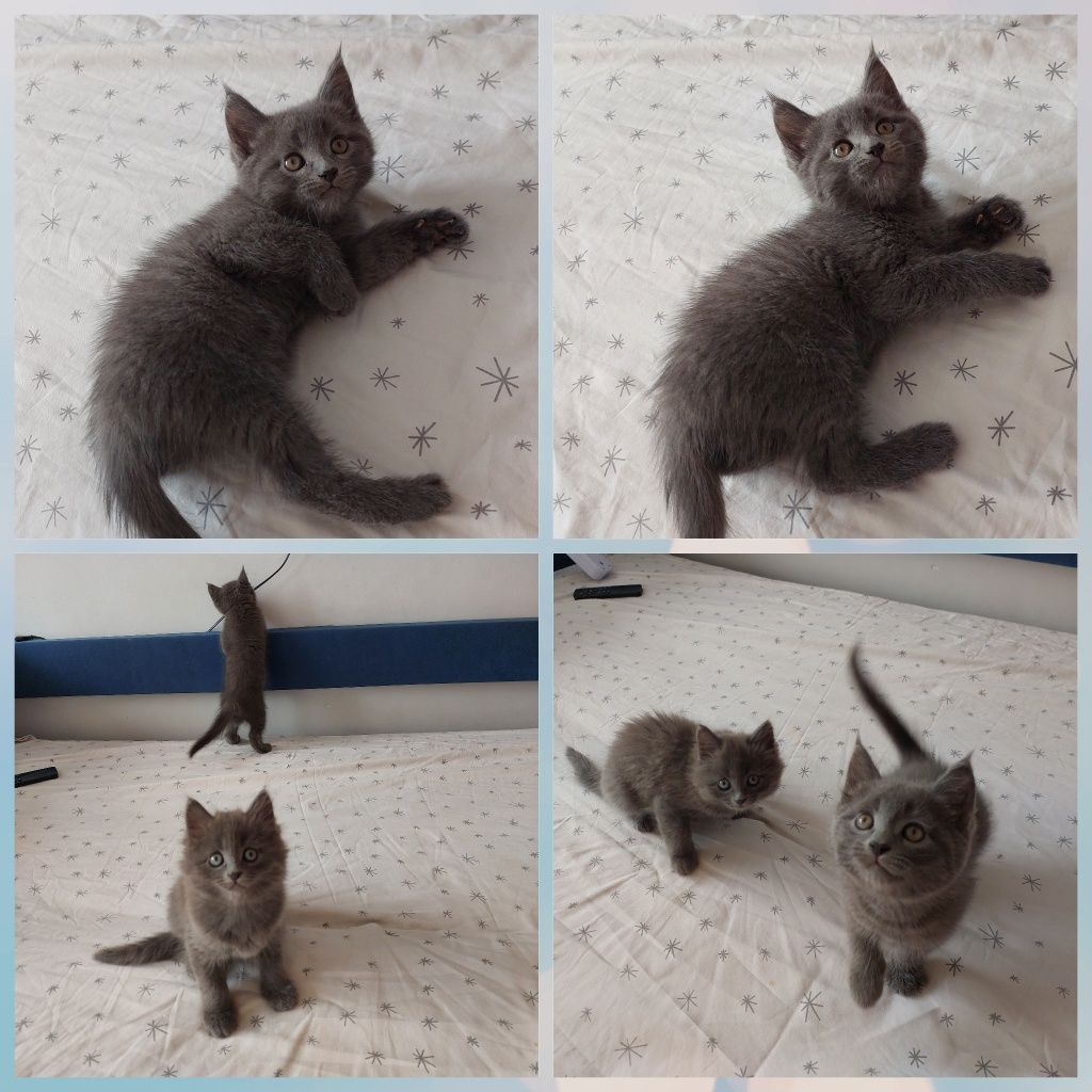 Котёнок девочка 2 месяцев