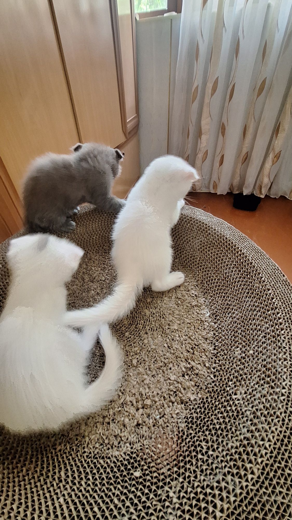 Продаются котята