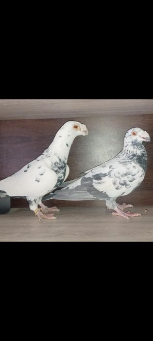 Vand porumbei italieni