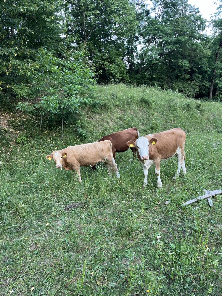 Vand juninci tinere pentru tinut sau sacruficat