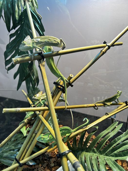 Йеменски хамелеони