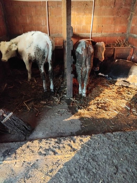 Vând șase tăurași