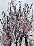 Prunus Nigra  4m +