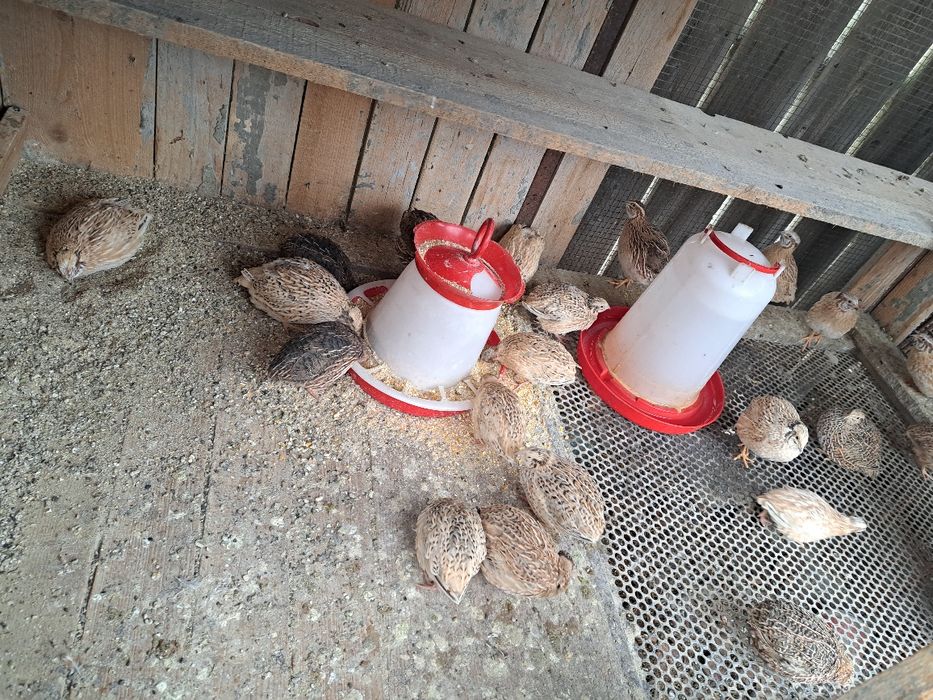 Vând prepelite 12 lei buc negociabil