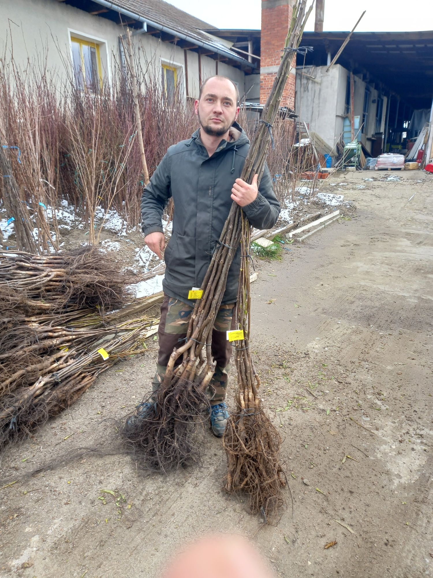 Nuci Chandler Paulownia Prun.Ciresi.Alun.Gutui.CaisFAN>RO Goji.Zmeur.A