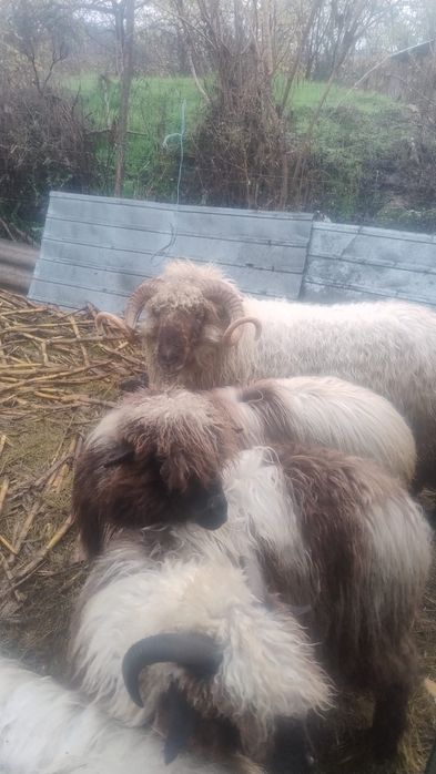 berbeci tineri si iezi de vanzare