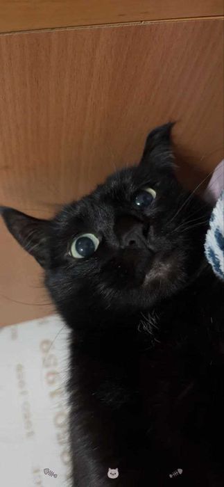 Кошка ищет добрые руки