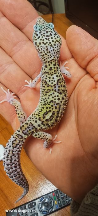 Леопардов гекон (Eublepharis macularius)
