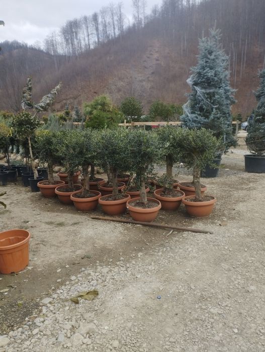 Scoruș de munte ,maslin