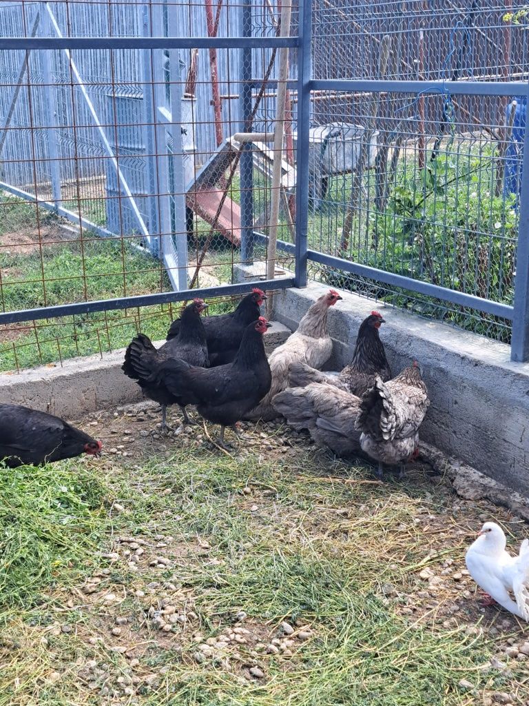 Vând familie de găini australorp
