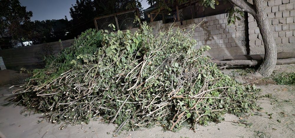 Утин, шоха сомсага