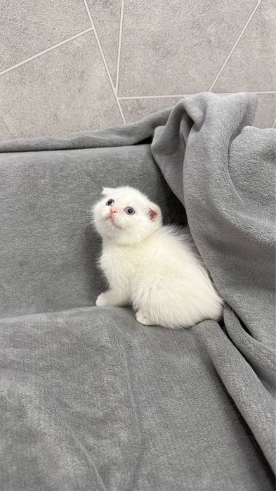 Продаются котята