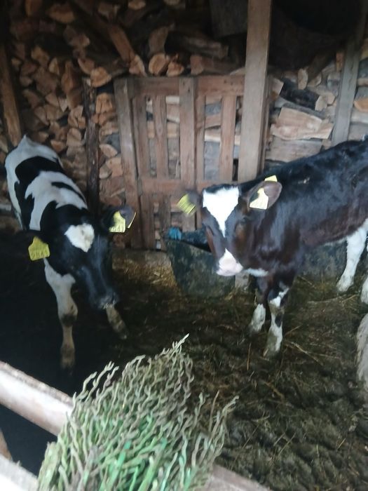 Vitei de vanzare de cateva luni