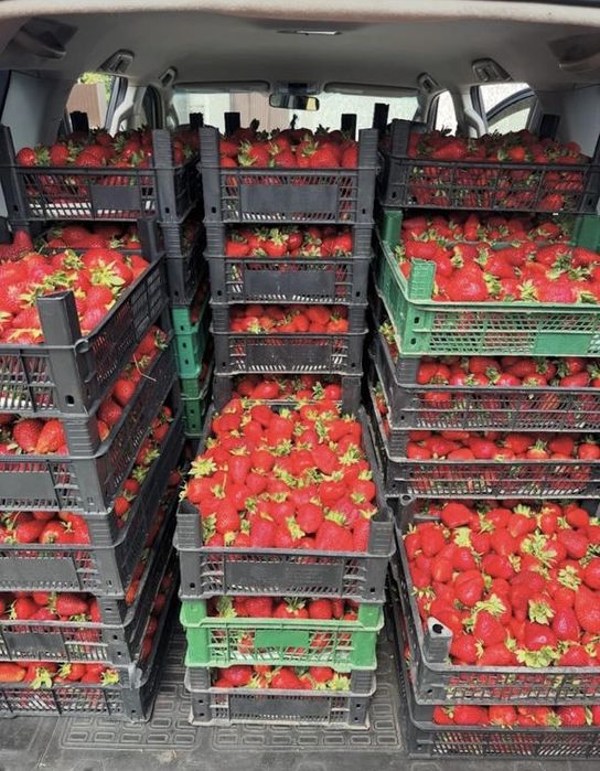 Продаем свежую местную клубнику