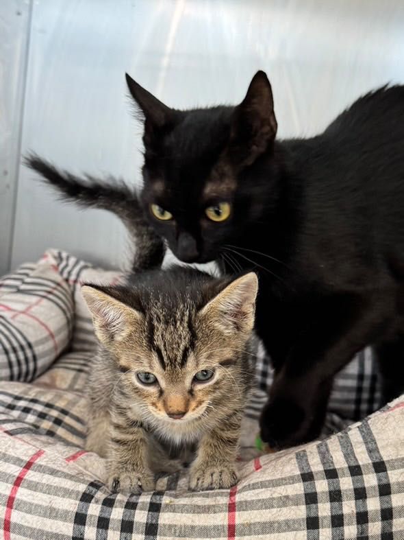 Adoptie pisoi 6 saptamani