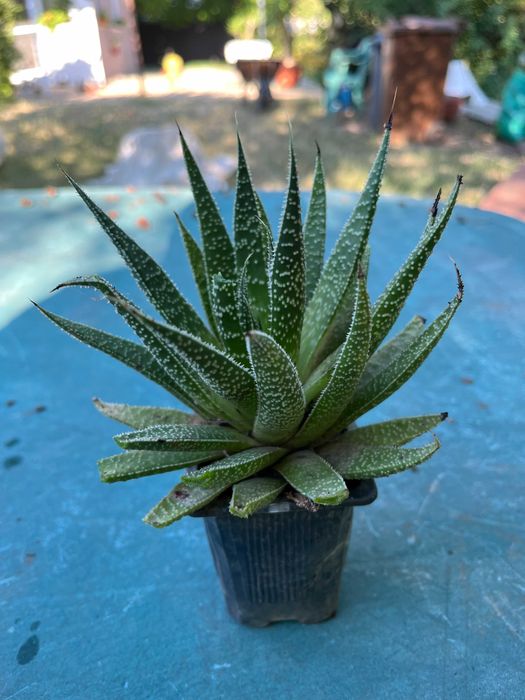 Gasteria - planta suculenta