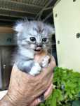 Продам красивых шотландских котят.Есть девочки и мальчики,