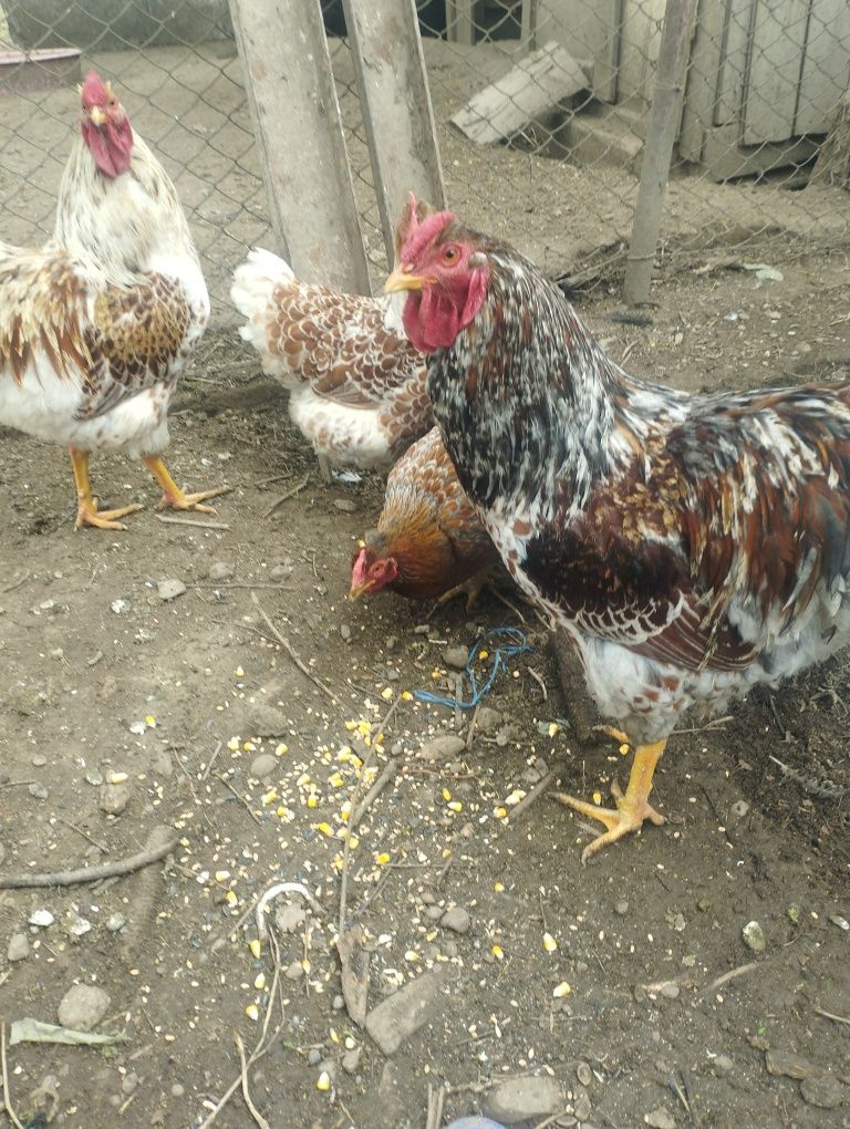 Găini wyandotte de vânzare