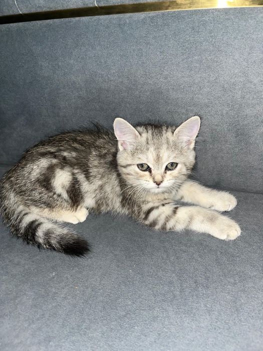 Шотланский кошка