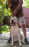Mascul junior, Dog Argentino cu Pedigrie