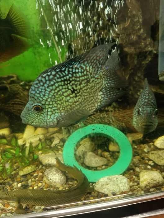 Готовая пара бриллиантовых попугаев