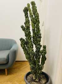 Vand cactus planta mare apartament