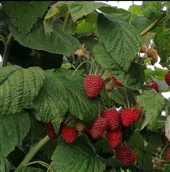 Vând drajoni de zmeur din soiul Polka