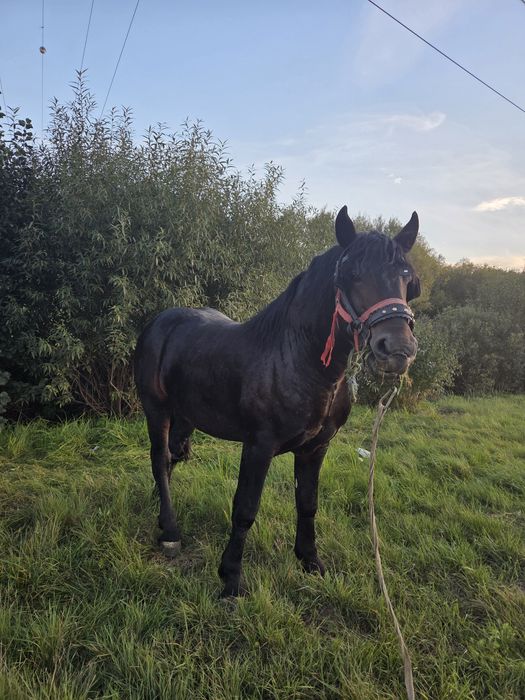 Armăsar de vânzare