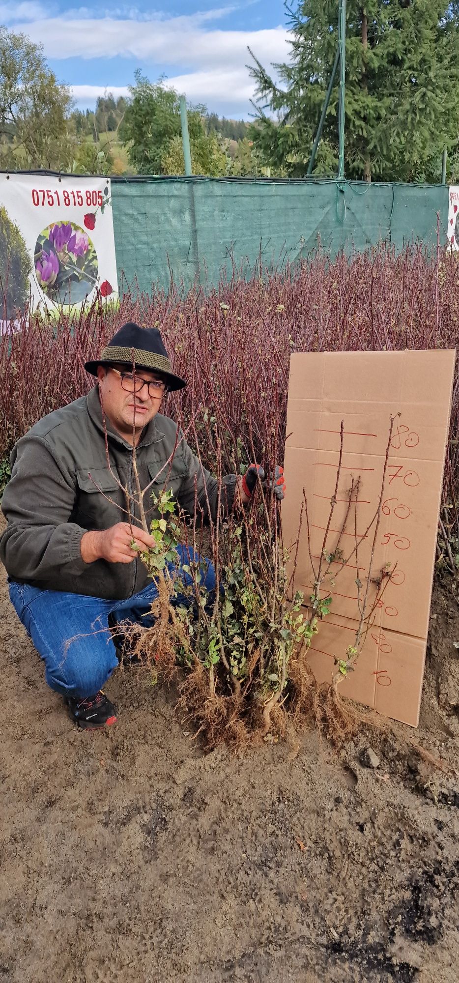 Aronia, Afin siberian wortec, afin Saskaton Smokey, coacaze,Agrișe