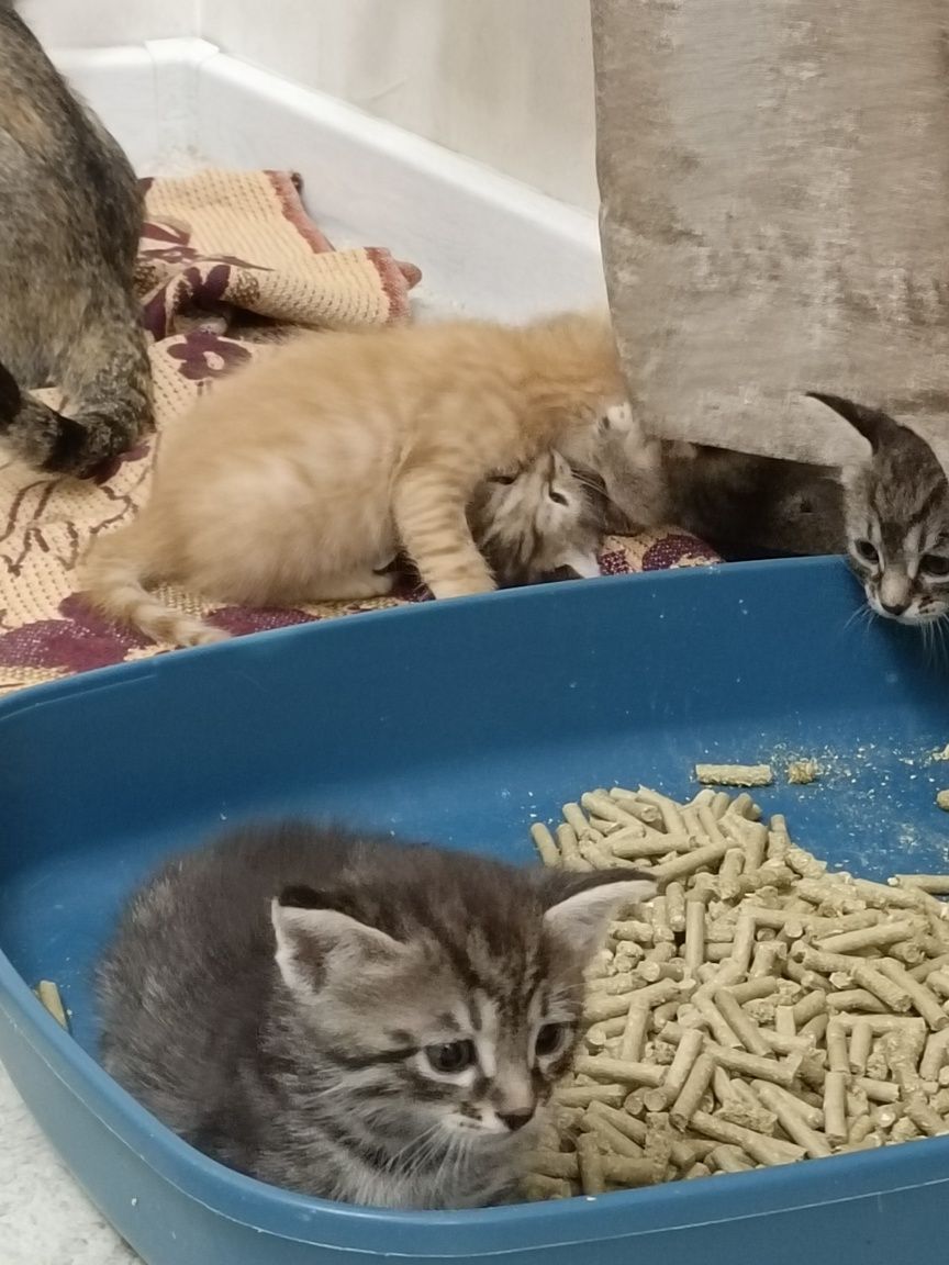 Котята в добрые руки