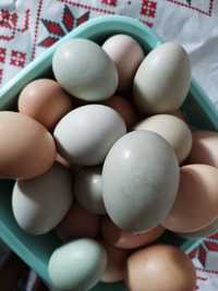 Vând ouă de gaini