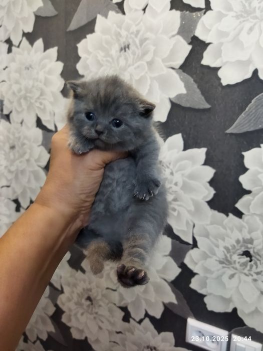 Готовяться к продаже котята