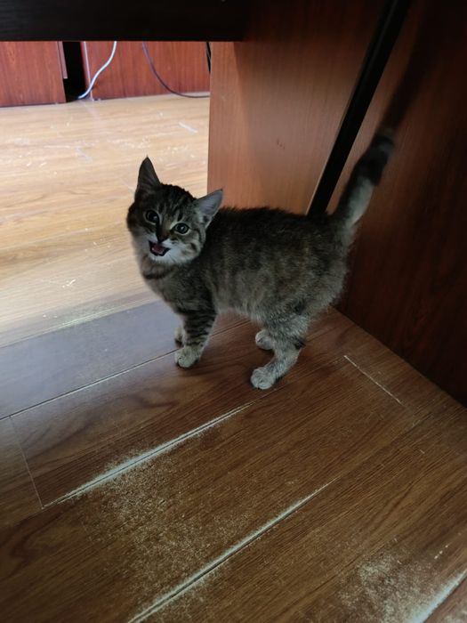 Отдам котенка в добрые руки