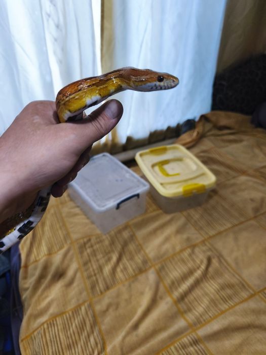 Продам рабочую пару