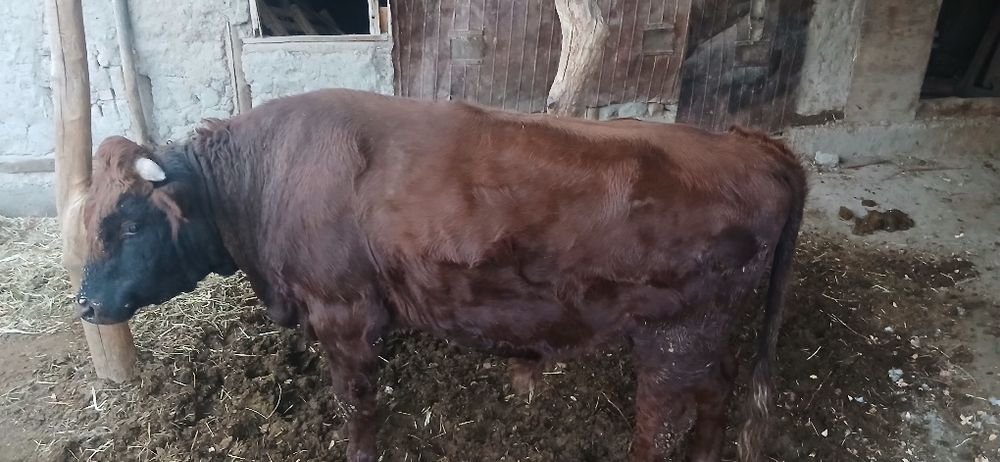 1 yarim yoshar buqqa