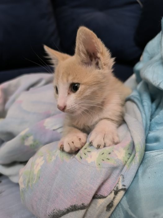 Подарявам Котенце