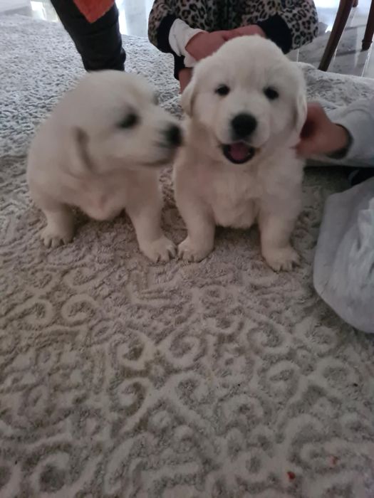 Doi pui superbi de Golden Retriever caută stăpâni iubitori!