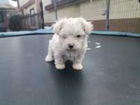 Bichon maltez minii toy doua luni