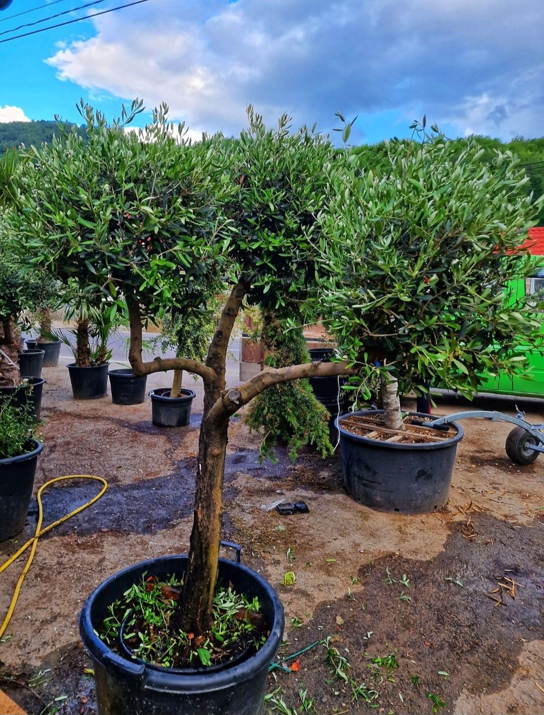 Măslini plata se face când primiți plantele