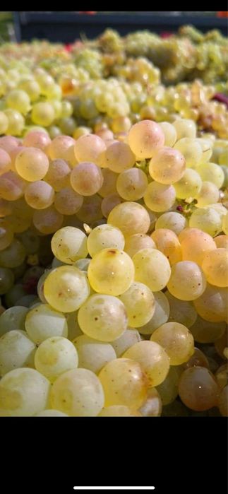 Vând struguri de vin