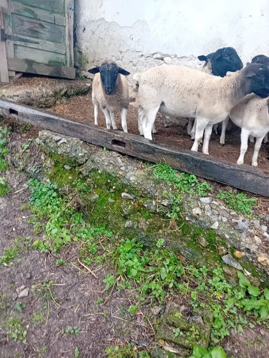 Vând berbecuți dorper