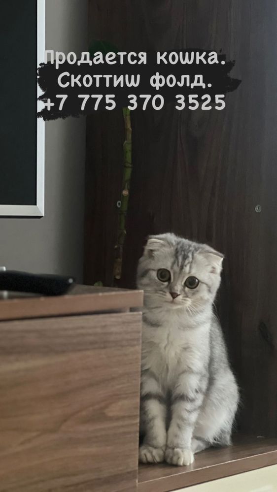 Продается кошка породы СКОТТИШ ФОЛД