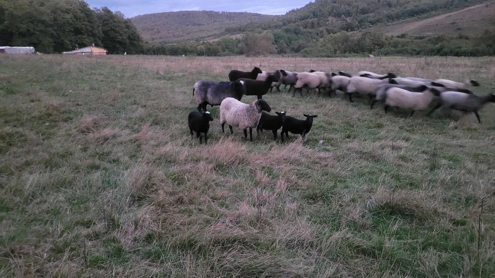 Oaie romanov la a doua fătare