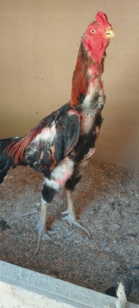 Xorozla sotiladi